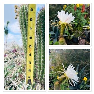 Echinopsis spachiana Golden Torch Cactus Big White Flowers FAST SHIP